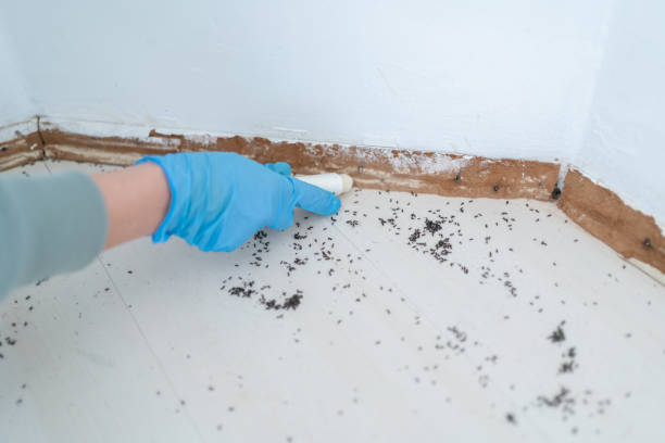 Best Wasp Removal Services  in Madison, NJ